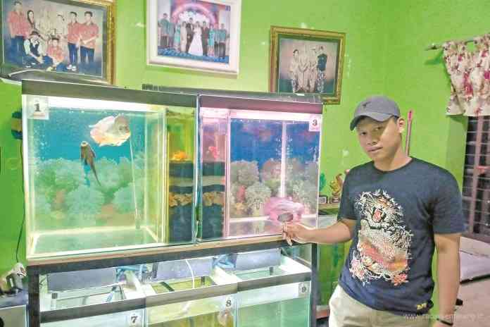 Koleksi ikan louhan yang dipelihara Adit Rofiq. (Putri Isnayni/ Jawa Pos Aradar Semarang)
