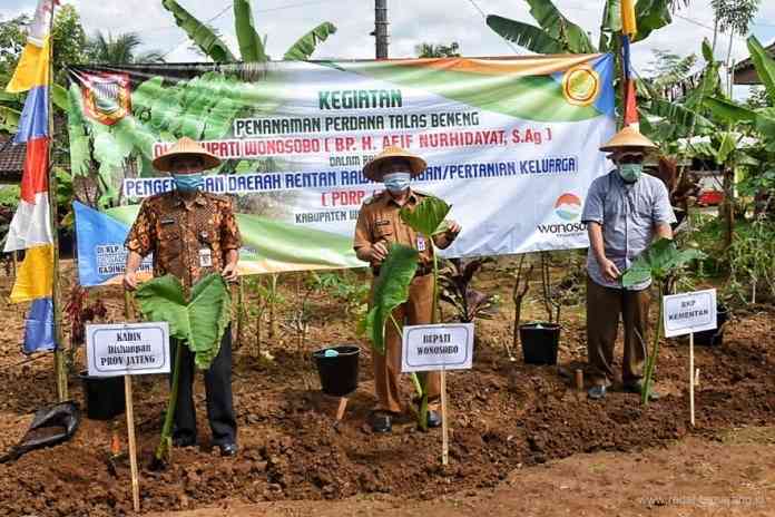 Bupati Wonosobo Afif Nurhidayat saat mempromosikan jenis talas baru. (Istimewa)