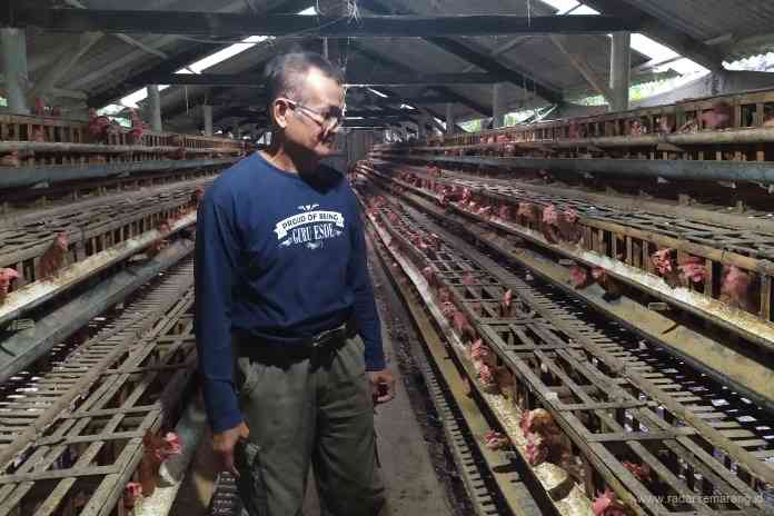 Nur Hadi Amiyanto menunjukkan ribuan ayam petelur di kandang miliknya. (LUQMAN SULISTIYAWAN/JAWA POS RADAR SEMARANG)