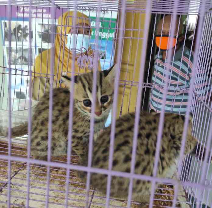 Dua anakan kucing hutan diserahkan ke BKSDA melalui Dinas Pangan dan Peternakan Salatiga. (Dhinar Sasongko/Jawa Pos Radar Semarang)