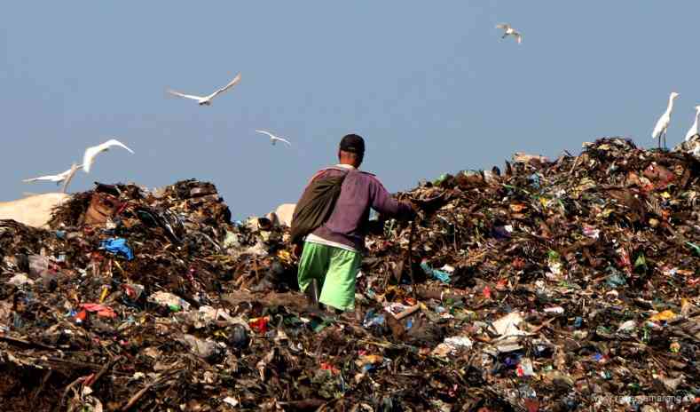 Burung Blekok kerap berterbangan dan mencari makan bersama koloninya di atas tumpukan ribuan ton sampah bersama sekumpulan sapi di TPA Jatibarang. (NUR CHAMIM/JAWA POS RADAR SEMARANG)