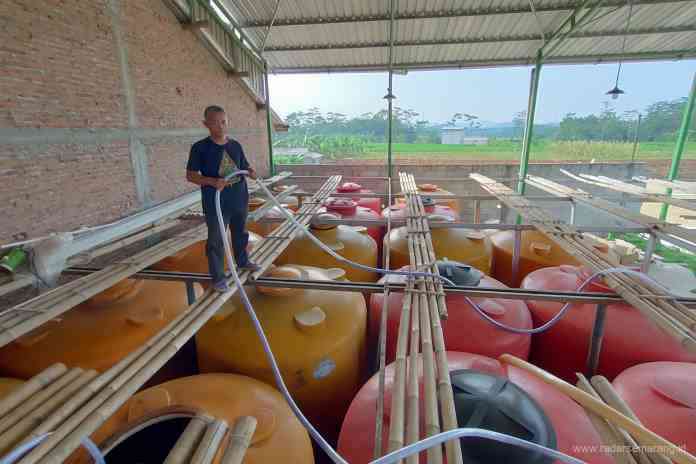 OLAH PUPUK ORGANIK: Turjangun saat mengecek puluhan tandon besar penuh berisi pupuk cair yang siap dikemas dalam botol (kanan) Turjangun mengemas pupuk cair dalam kemasan botol 1 liter. (RIYAN FADLI/JAWA POS RADAR SEMARANG)