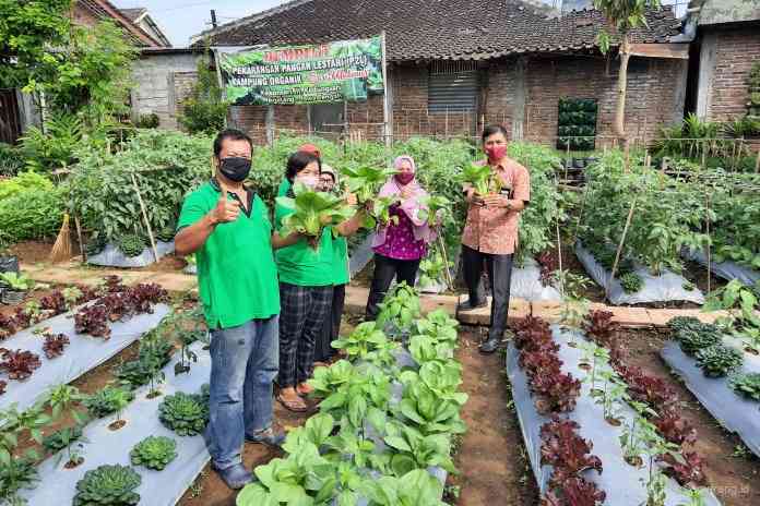 KWT Sari Makmur, di Kelurahan Kedungsari memanen sayuran organik pengembangan dari program P2L. 