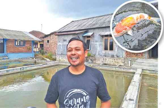 Untung Sugiharto di depan kolam ikan koi yang dikembangkan. (kanan) Ikan koi yang siap dijual. (Ananta Erlangga Musa / Jawa Pos Radar Semarang)