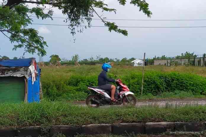 Rumput ilalang tumbuh subur di lahan Terminal Demak yang hingga kini masih dalam tahap menunggu pembangunan konstruksi. (Wahib Pribadi/Jawa Pos Radar Semarang)