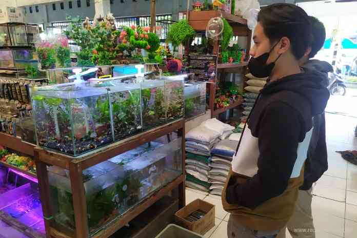 Pembeli sedang memilih ikan hias di pasar ikan Sasana Mina Kota Magelang. Penjualan ikan hias tidak terpengaruh pandemi. (LUQMAN SULISTIYAWAN/JAWA POS RADAR MAGELANG)