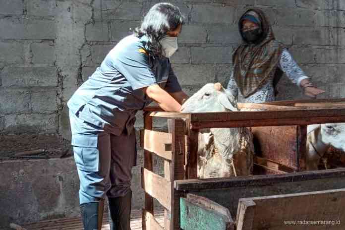 Petugas mengecek kondisi kambing yang akan dikurban pada Senin (19/7/2021). (Dhinar Sasongko/Jawa Pos Radar Semarang)