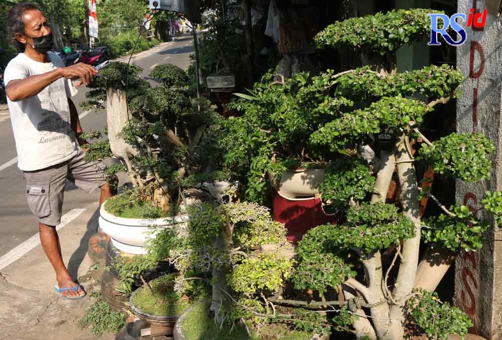 Supriyanto, 56, menanam bonsai sejak kecil hingga separuh abad lebih. (Figur Ronggo Wassalim/Jawa Pos Radar Semarang)