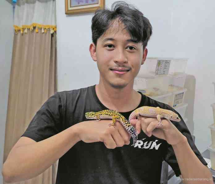 Avian Dwijaya saat memamerkan gecko koleksinya. (Nur Afifah Asfiyati/Lisa Musafiin/Jawa Pos Radar Semarang)