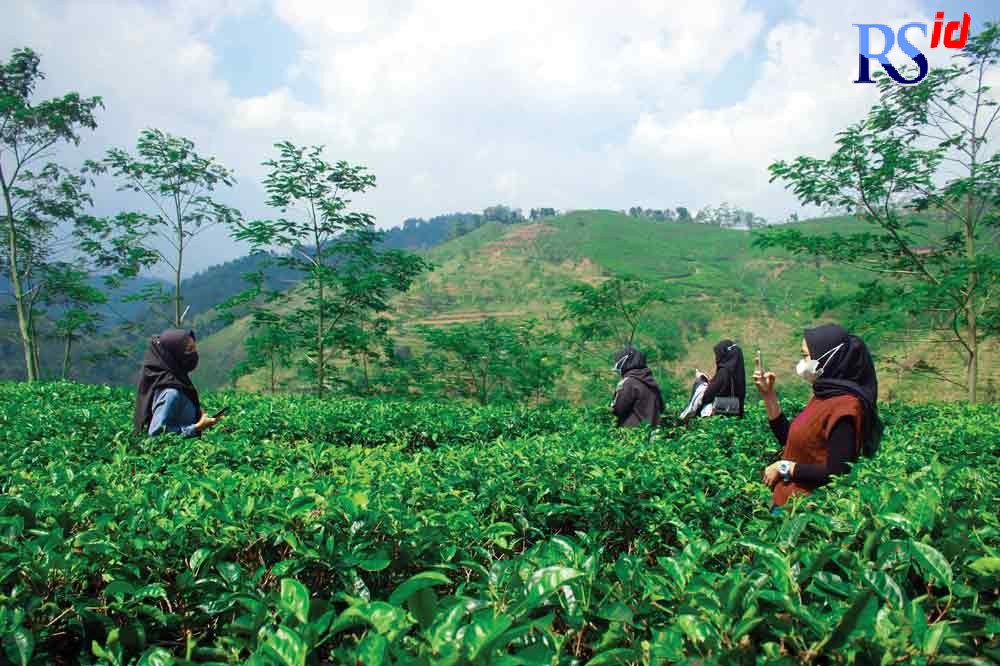 Pemandangan alam yang indah di Kawasan Kebuh Teh Kaligintung yang menjadi daya tarik pengunjung untuk berfoto. (Lisa Musafiin/Jawa Pos Radar Semarang)