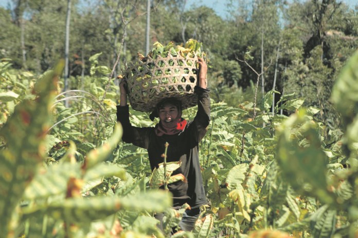 Petani tembakau di Desa Lamuk, Kecamatan Tloglomulyo saat memanen tembakaunya. (Istimewa)