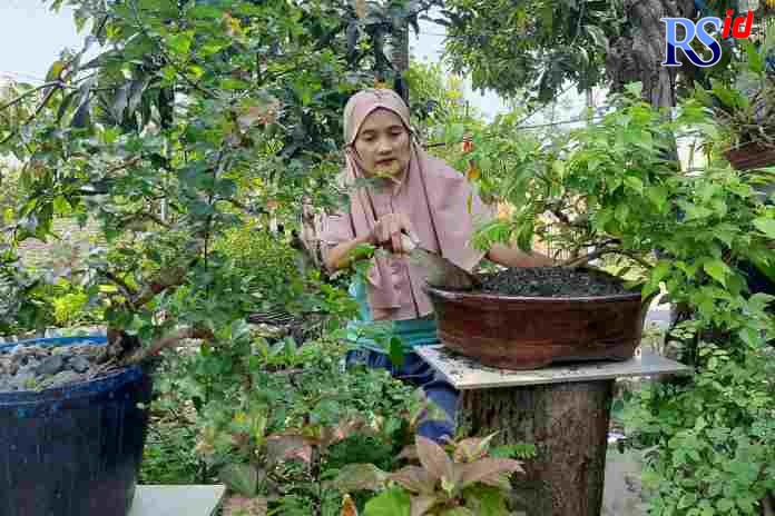 Salah seorang warga RW 06, Kelurahan Bangetayu Wetan, Kecamatan Bangetayu, sedang merawat bonsai milik keluarganya Sabtu (28/8/2021). (TITIS ANIS FAUZIYAH/JAWA POS RADAR SEMARANG)