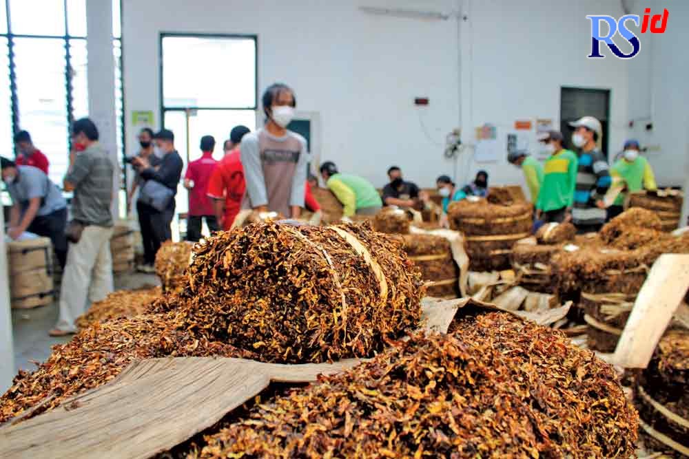 Aktivitas perdagangan tembakau di salah satu gudang PT  Djarum di Desa Kertosari, Kecamatan Temanggung, Kamis (16/9/2021). (ANANTA ERLANGGA MUSA / JAWA POS RADAR SEMARANG)