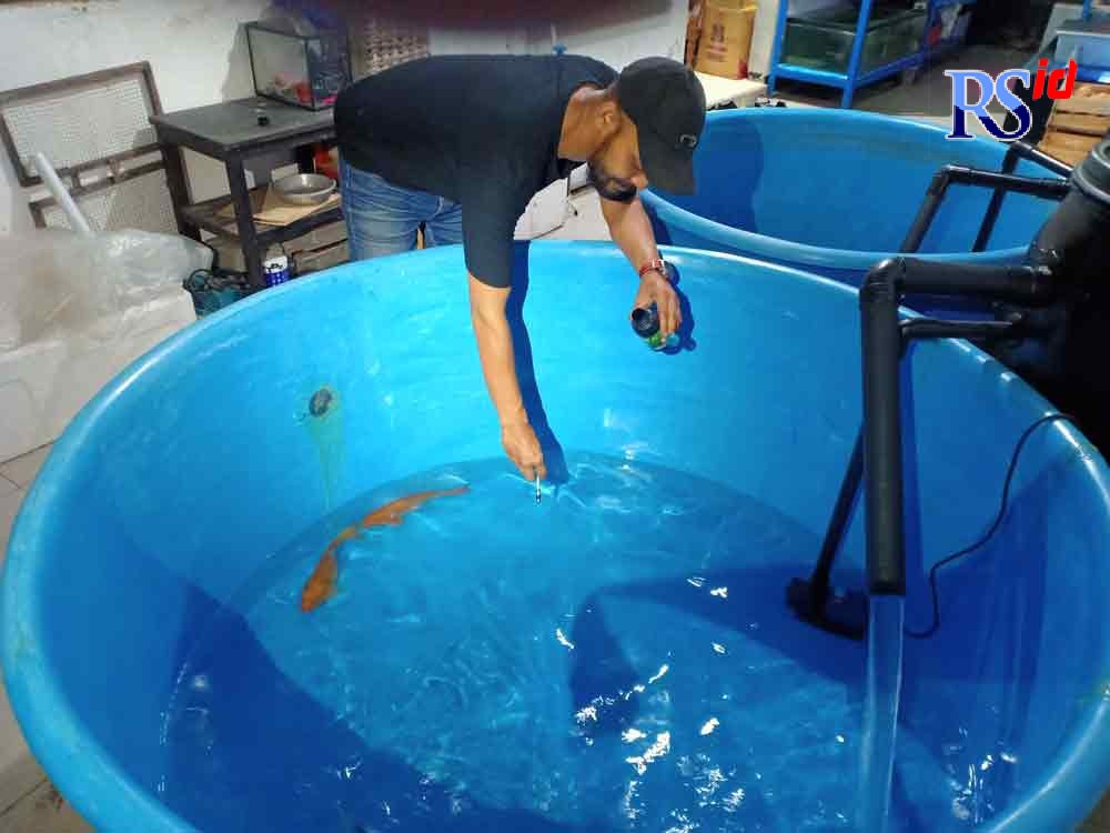 Eko Aryadi Prasetyo Aji ketika mengobati ikan yang sakit dengan cara memisahkan atau mengarantina ikan dulu. (ADENNYAR WYCAKSONO/JAWA POS RADAR SEMARANG)