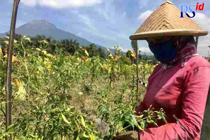 Petani di warga Dusun Bebengan, Desa Gandurejo, Kecamatan Bulu  tengah memetik cabainya. (ANANTA ERLANGGA MUSA / JAWA POS RADAR SEMARANG)