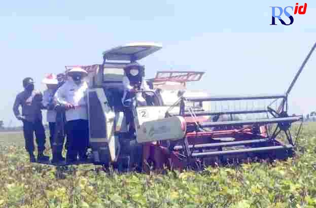 Bupati Demak Eisti’anah dengan mengendarai combine memanen kacang hijau di Desa Tlogosih, Kecamatan Kebonagung Senin (13/9/2021). (Istimewa)