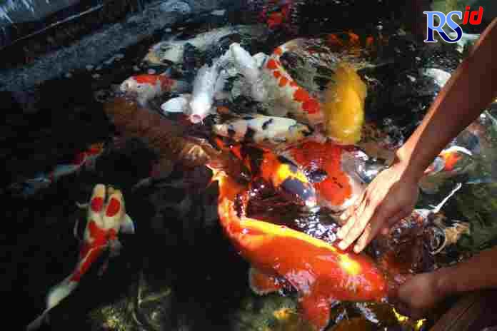 Agung keponakan Ngayadi ketika memberikan makan ikan koi lokal dan impor yang dipelihara di kediamannya. (ADENNYAR WYCAKSONO/JAWA POS RADAR SEMARANG)