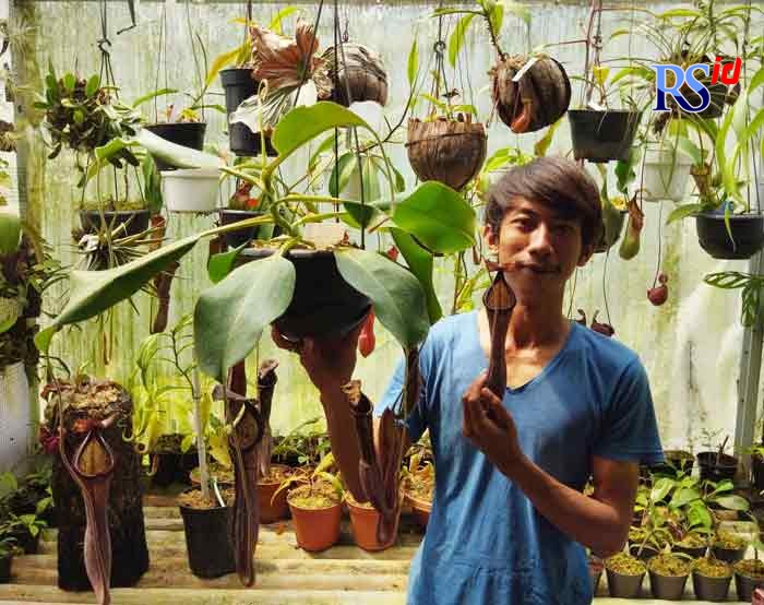 Ariyanto memperlihatkan bunga karnivora yang ditanam di rumahnya. (LUQMAN SULISTIYAWAN/JAWA POS RADAR SEMARANG)