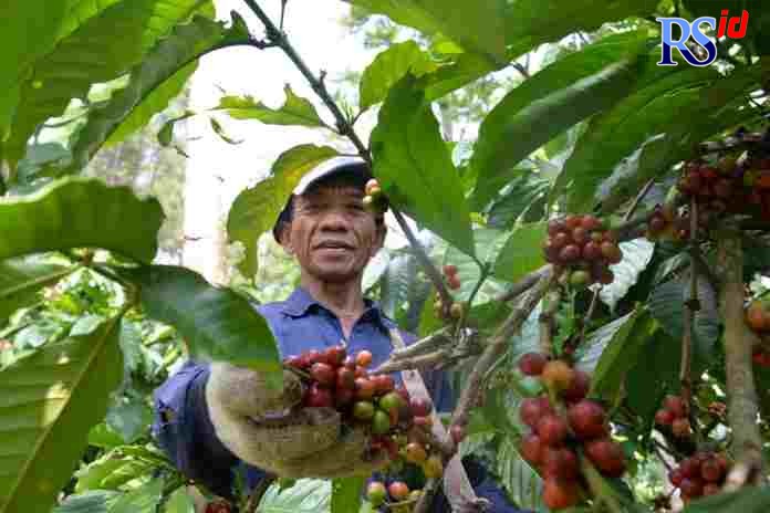 Produksi kopi terbesar di Jawa Tengah berasal dari Kabupaten Temanggung.  (Istimewa)