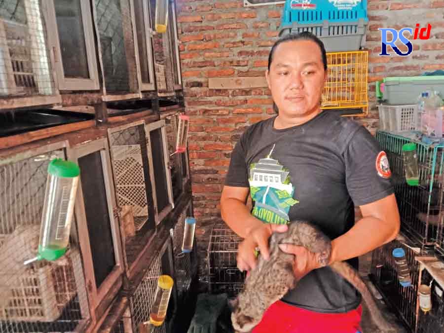 Musang hasil penangkaran di home breed Sanggar Musang. (ANNISAA’ SALAS QURROTA A’YUN/JAWA POS RADAR SEMARANG)