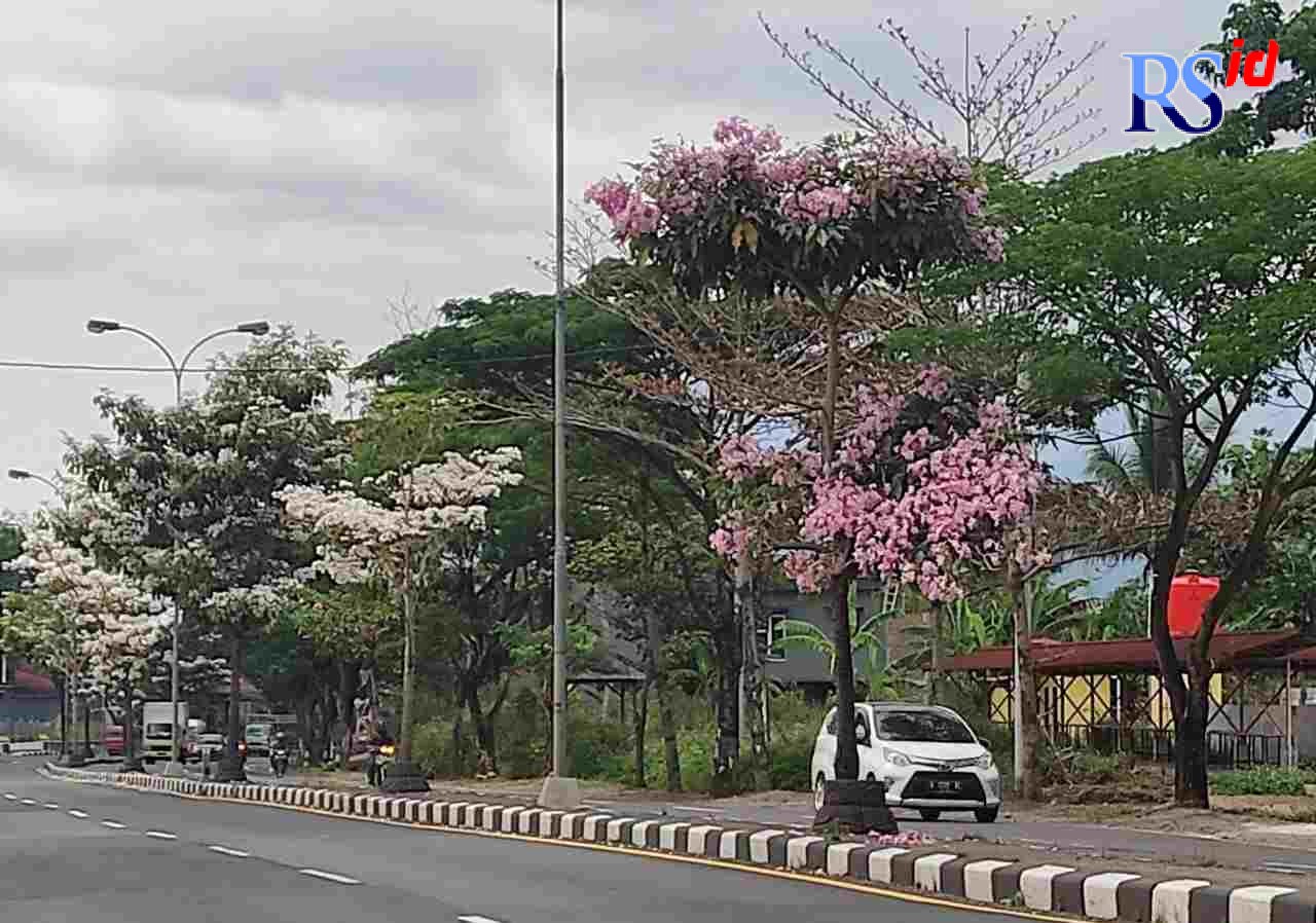 Bunga tabebuya bermekaran di sepanjang Jalan Lingkar Salatiga. (Dhinar Sasongko/Jawa Pos Radar Semarang)