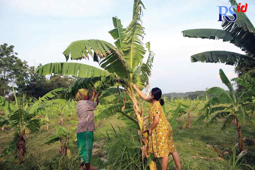 Kelompok petani perempuan Desa Pucung, Bancak, saat panen pisang Senin (18/10/2021). (Istimewa)