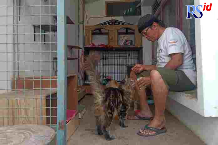 Marco Manardi yang seniman tak menyangka bisa menjadi breeder Kucing Maine Coon yang andal. (ANIK MELINDA/JAWA POS RADAR SEMARANG)