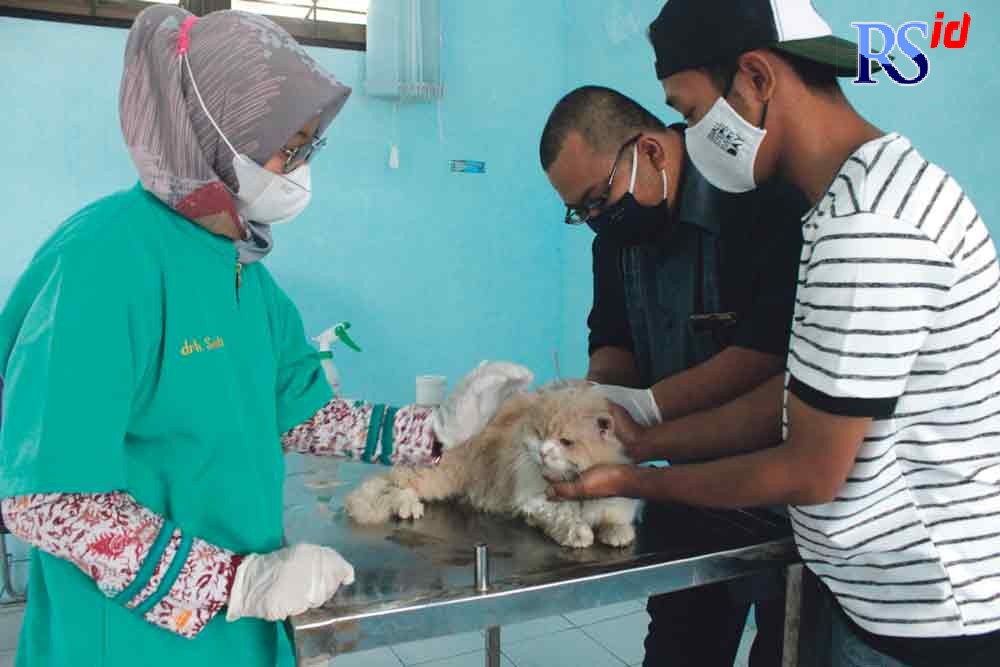 Penyuntikan vaksin rabies untuk kucing. Vaksinasi ini merupakan program Dispeterikan Kabupaten Magelang memperingati Hari Rabies Sedudia. (RIRI RAHAYU/JAWA POS RADAR SEMARANG)