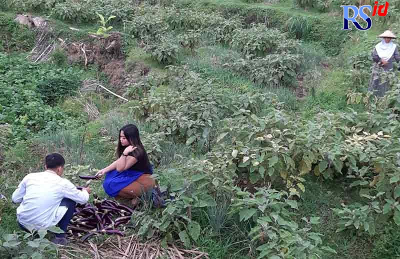 Rifiana Kartika Sari membeli sayuran terong langsung dari petani untuk dijual secara online. (M HARIYANTO/JAWA POS RADAR SEMARANG)