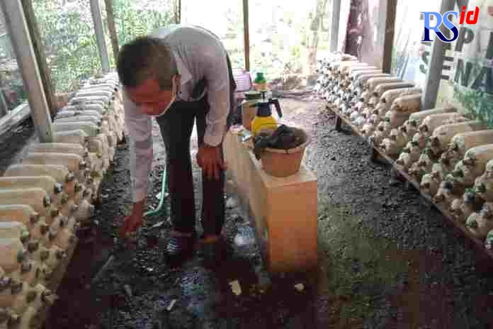 Saronto telaten merawat jamur di Bumi Wanamukti RT 1, RW 4, Kelurahan Sambiroto, Kecamatan Tembalang, Kota Semarang. (FIGUR RONGGO WASSALIM/JAWA POS RADAR SEMARANG)