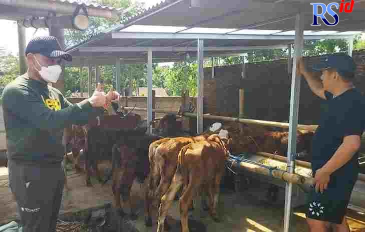 Komisaris Utama BPR Arto Moro Dr H Subyakto SH MH MM (kiri) meninjau salah satu UMKM binaan BPR Arto Moro yaitu usaha penggemukan sapi di Salatiga, baru-baru ini. (Istimewa)