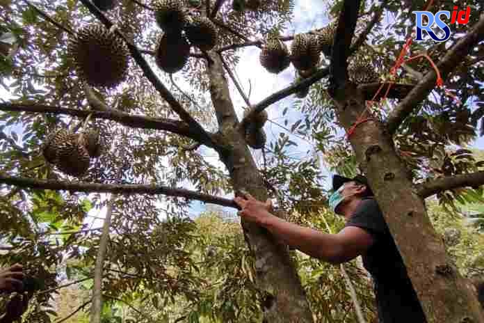 Tabah Harianto saat memetik buah durian di kebun budidaya miliknya. (RIYAN FADLI/JAWA POS RADAR SEMARANG)