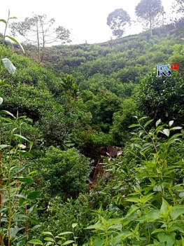 Mobil berpenumpang lima orang terjun ke jurang perkebunan teh di Desa Kembanglangit, Kecamatan Blado. (Istimewa)