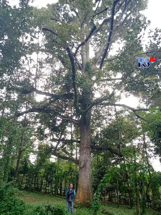 Agus Jatmiko di depan pohon durian dondong yang berada di Agrowisata H Djauhari, Mijen, Kota Semarang. (FIGUR RONGGO WASSALIM/JAWA POS RADAR SEMARANG)