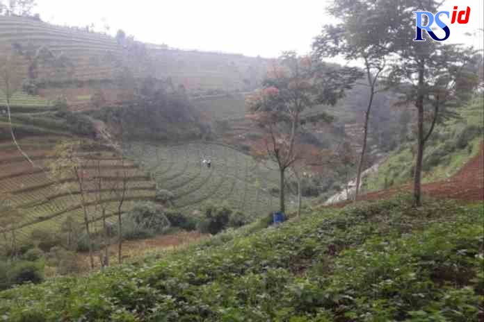 RAWAN LONGSOR : Hamparan tanaman kentang yang tumbuh di Dataran Tinggi Dieng. Banyak yang menanam tidak menerapkan pola ramah lingkungan. (Sigit Rahmanto/jawa Pos Radar Magelang)