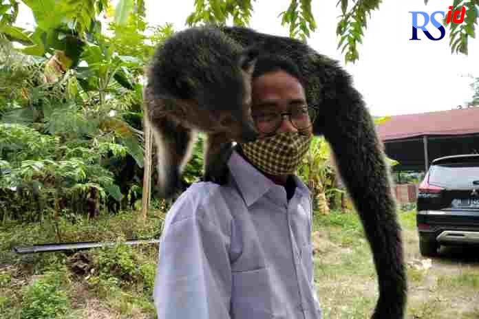 Binturong menjadi jinak apabila sering dielus sejak kecil, diberi makan minum cukup. (FIGUR RONGGO WASSALIM/ NASTAUFIKA FIRDAUSY/JAWA POS RADAR SEMARANG)