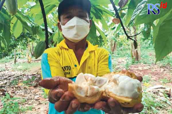 Petani memetik buah kakao yang sudah matang di demplot kakao. (RIYAN FADLI/JAWA POS RADAR SEMARANG)