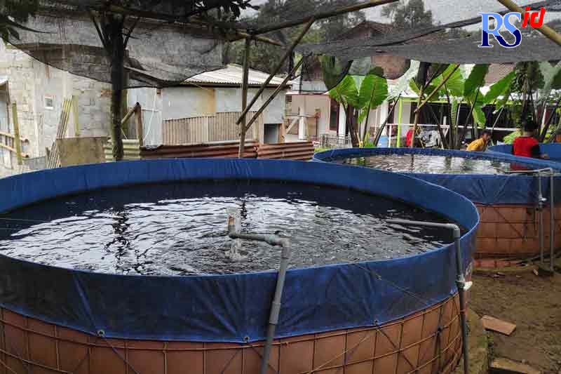 Budidaya lele Mosthfish. (Nurfaik Nabhan/Jawa Pos Radar Semarang)