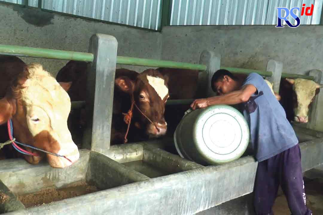 Kos-kosan khusus sapi milik Anis Fatoni, warga Kindusari, Kecamatan Kedu. (ANANTA ERLANGGA MUSA / JAWA POS RADAR SEMARANG)