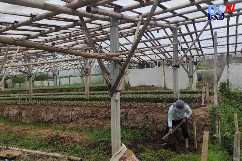 Para petani masih telaten menggarap lahan untuk ditanami bunga krisan. (Nurfaik Nabhan/Jawa Pos Radar Semarang)