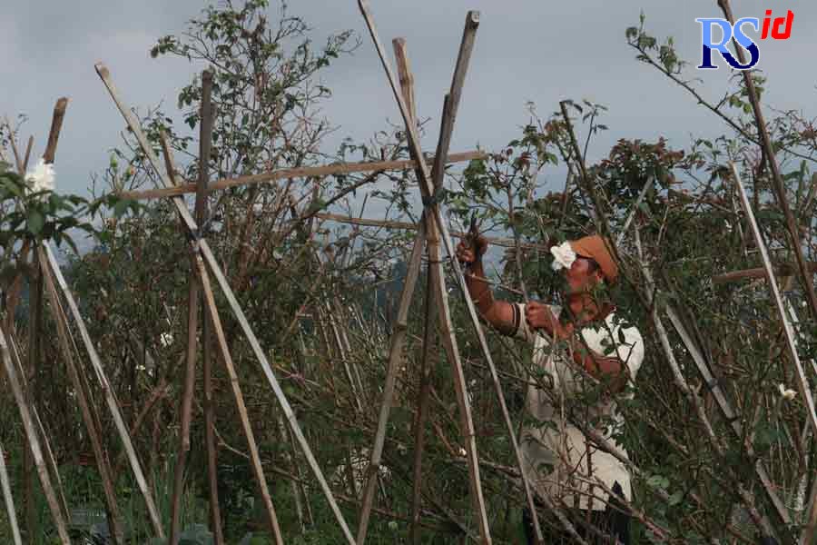 Salah satu petani bunga dari Bandungan Ngatiman melakukan ngrancas untuk proses penumbuhan kembali bunga mawar. (Nurfaik Nabhan/Jawa Pos Radar Semarang)