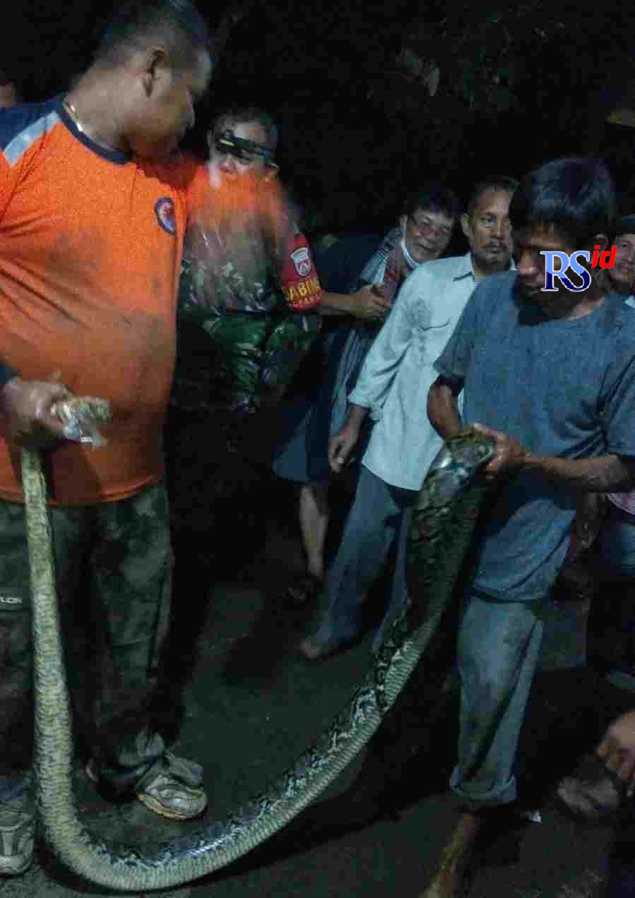 Relawan Gunungpati Peduli dibantu warga mengevakuasi ular piton yang masuk ke perkampungan. (Istimewa)