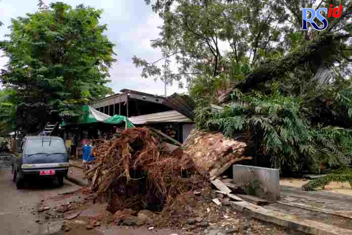 Pohon tumbang menimpa dua kios di Kawasan Kuliner Bebekan (Gemek), Kedungwuni, Kabupaten Pekalongan, Selasa (15/3). (NANANG RENDI AHMAD/JAWA POS RADAR SEMARANG)