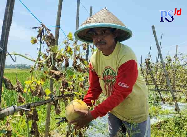 PANEN: Petani sedang menanen buah melon untuk memenuhi kebutuhan bulan Ramadan. (RADARSEMARANG.ID, RIYAN FADLI/JAWA POS RADAR SEMARANG)