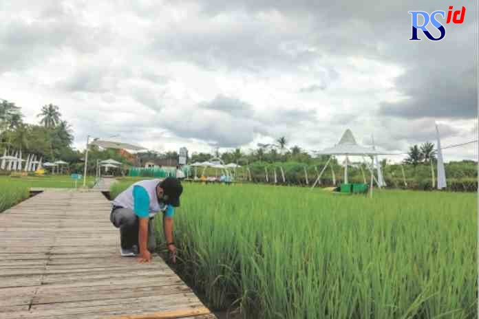 SIAPKAN WISATA : Pengelola DTW Svargabumi mengambil sampah di area sawah, Jumat (8/4). (RIRI RAHAYU/JAWA POS RADAR MAGELANG)