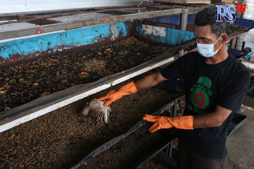 Supri, salah satu pengelola, sedang memberikan makanan tempe busuk dan kepala ikan yang diletakkan di biopond dan langsung diserbu oleh kawanan maggot. (NUR CHAMIM/JAWA POS RADAR SEMARANG)