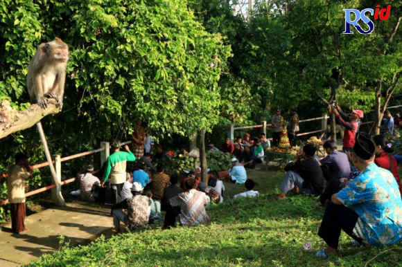 Warga memberikan gunungan buah-buahan untuk kera penghuni Gua Kreo. (NUR CHAMIM/JAWA POS RADAR SEMARANG)