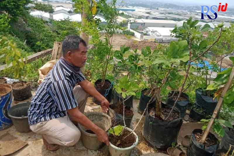 Muslikin, salah satu pembudidaya pohon tin di Kota Semarang yang berhasil. (Istimewa)