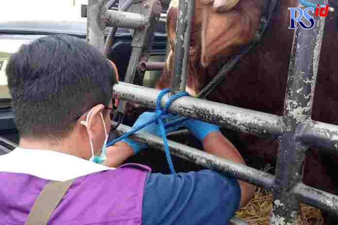Dinas Pertanian Perikanan dan Pangan (Dispertanikab) Kabupaten Semarang saat melakukan pengecekan terhadap hewan ternak di Pasar Hewan Ambarawa. Kamis (12/5). (Maria Novena/Jawa Pos Radar Semarang)