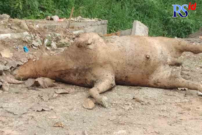 MEMBUSUK: Kondisi bangkai sapi limousin yang dibuang di pinggir jalan Pantura Alas Roban. (IST)